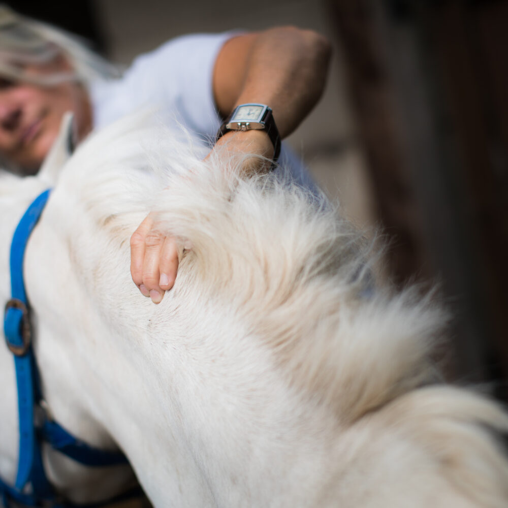 Equine Sports Massage